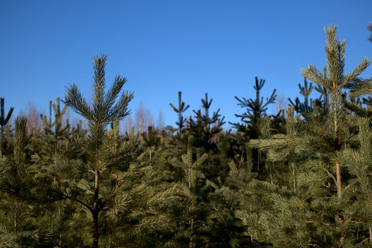 Recreational acreage — pine forest and open sky