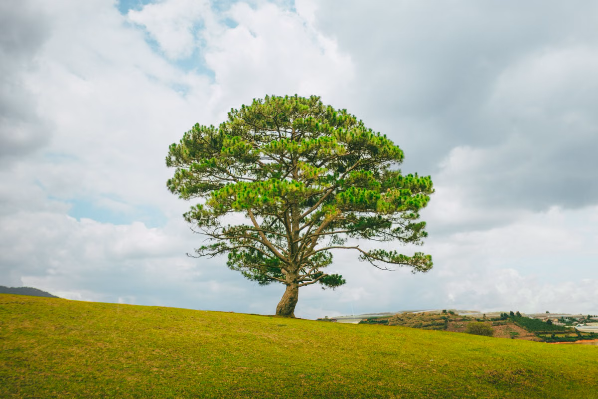 Solitary tree on inherited open land